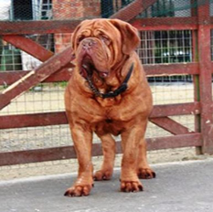Brandoux Highbury Beau at Karcozz, male doguedebordeaux breed